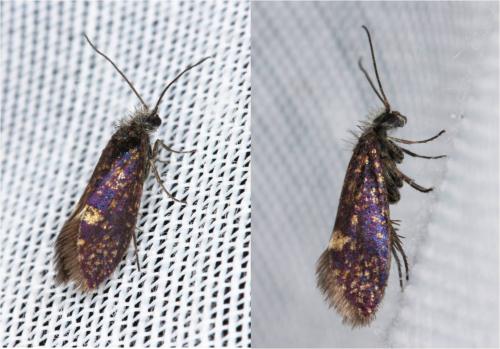 Réf. 198 257 : Eriocrania sp.